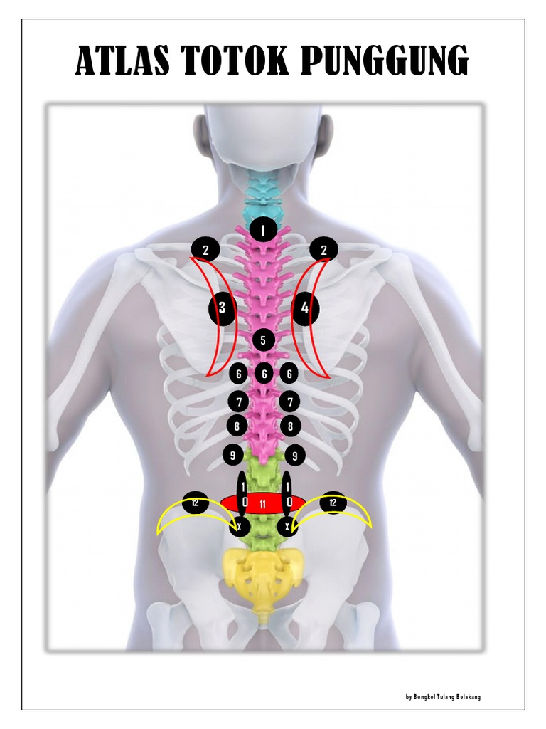 Imej produk Totok Punggung